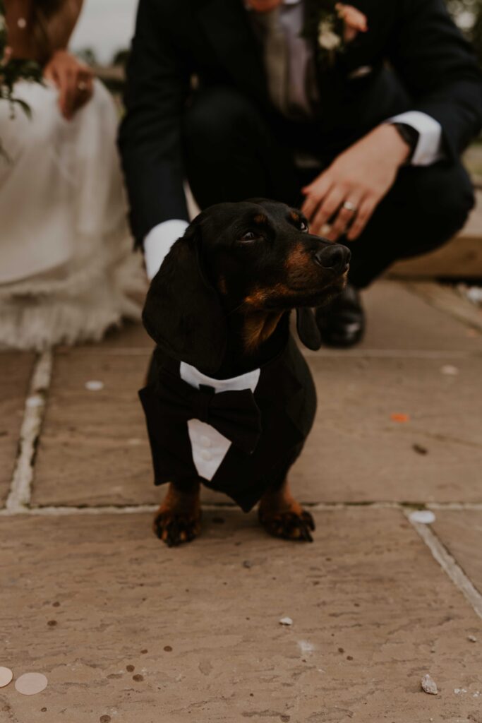 a cute dog wearing a tux at a wedding